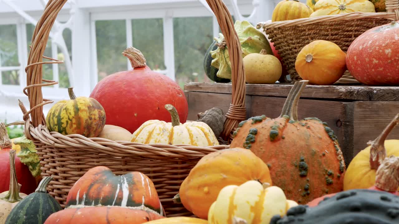 exhibición de otoño de variedad de calabaza y calabaza
