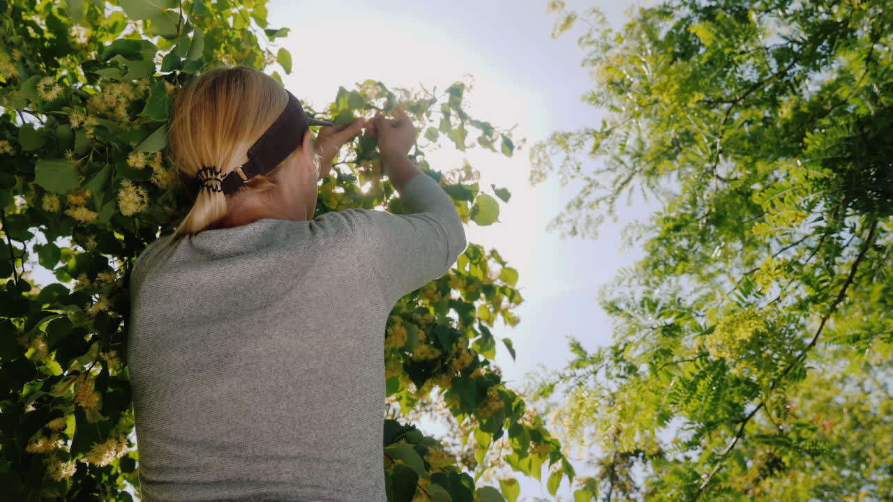 여자는 약용 식물의 나무 컬렉션에서 린든 꽃을 선택