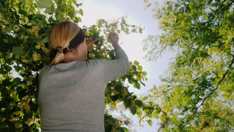 mujer recoge flores de tilo de una colección de árboles de plantas medicinales