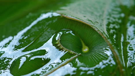 macro view of a green leaf with water drops and a natural spiral pattern