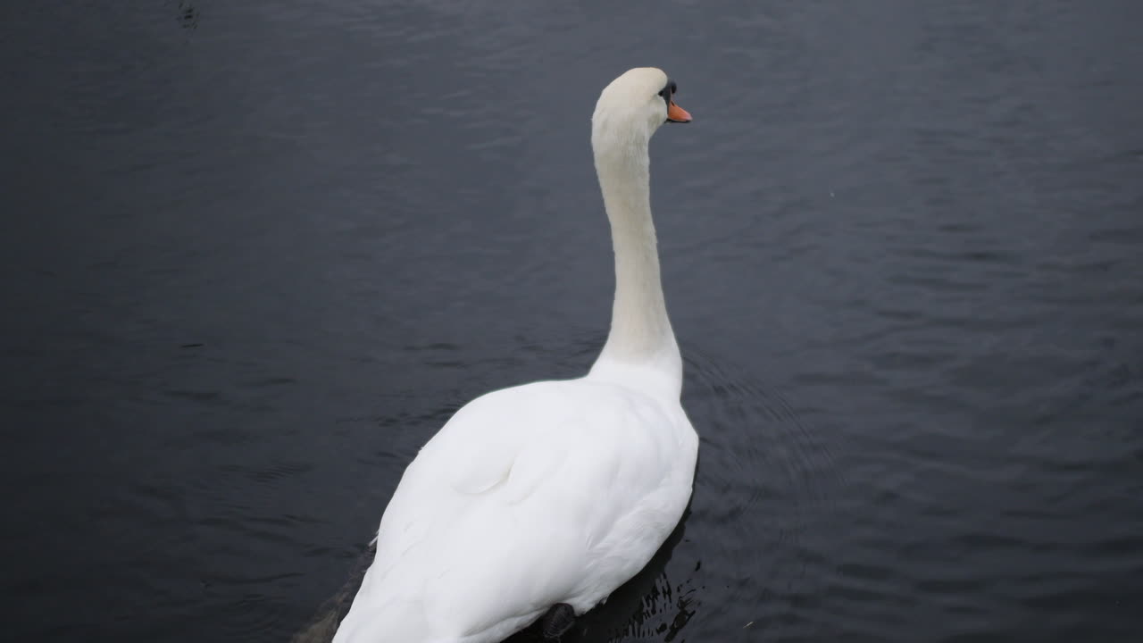 un cisne nadando con patos en un lago oscuro