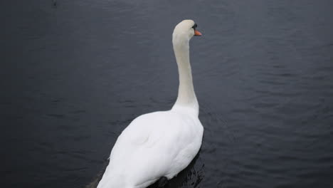 a swan swimming with ducks in a dark lake