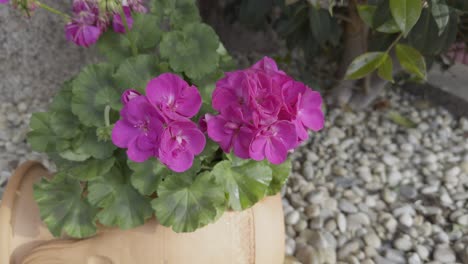 beautiful pink flower on a pot geraniums on an old jar used as planter