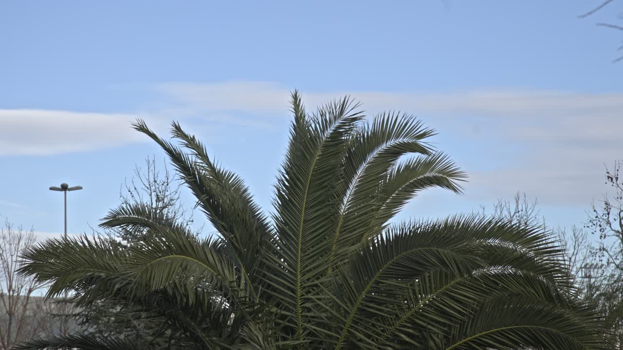 приморский парк, полный деревьев, в мальтепе, стамбул