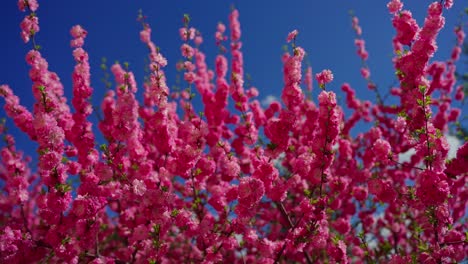 pink blossoms against a clear blue sky