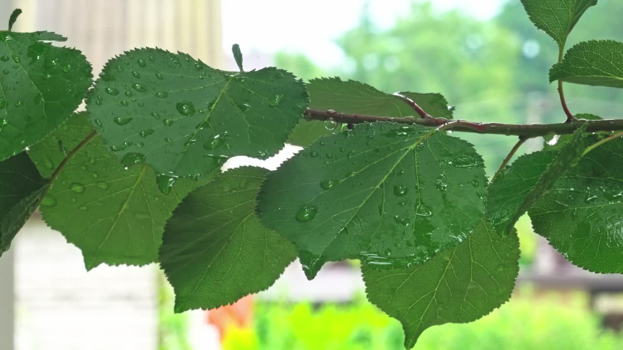 Leaves with water droplets after rainfall in a garden on a cloudy day