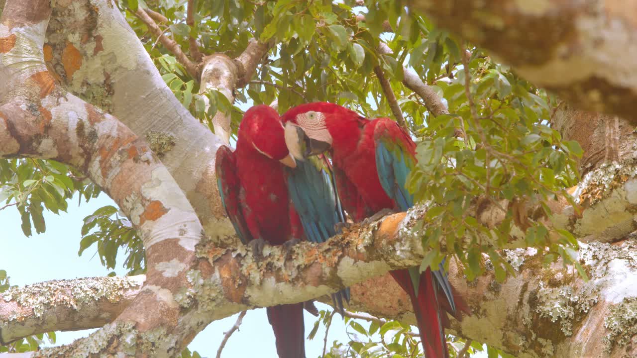 Green-winged macaws courting in Peru’s Amazon rainforest, displaying vibrant plumage and affection.