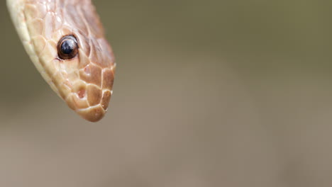 Serpiente-Corredora-India-Sintiendo-El-Aire-Antes-De-Descender-Al-Suelo-Para-Alejarse