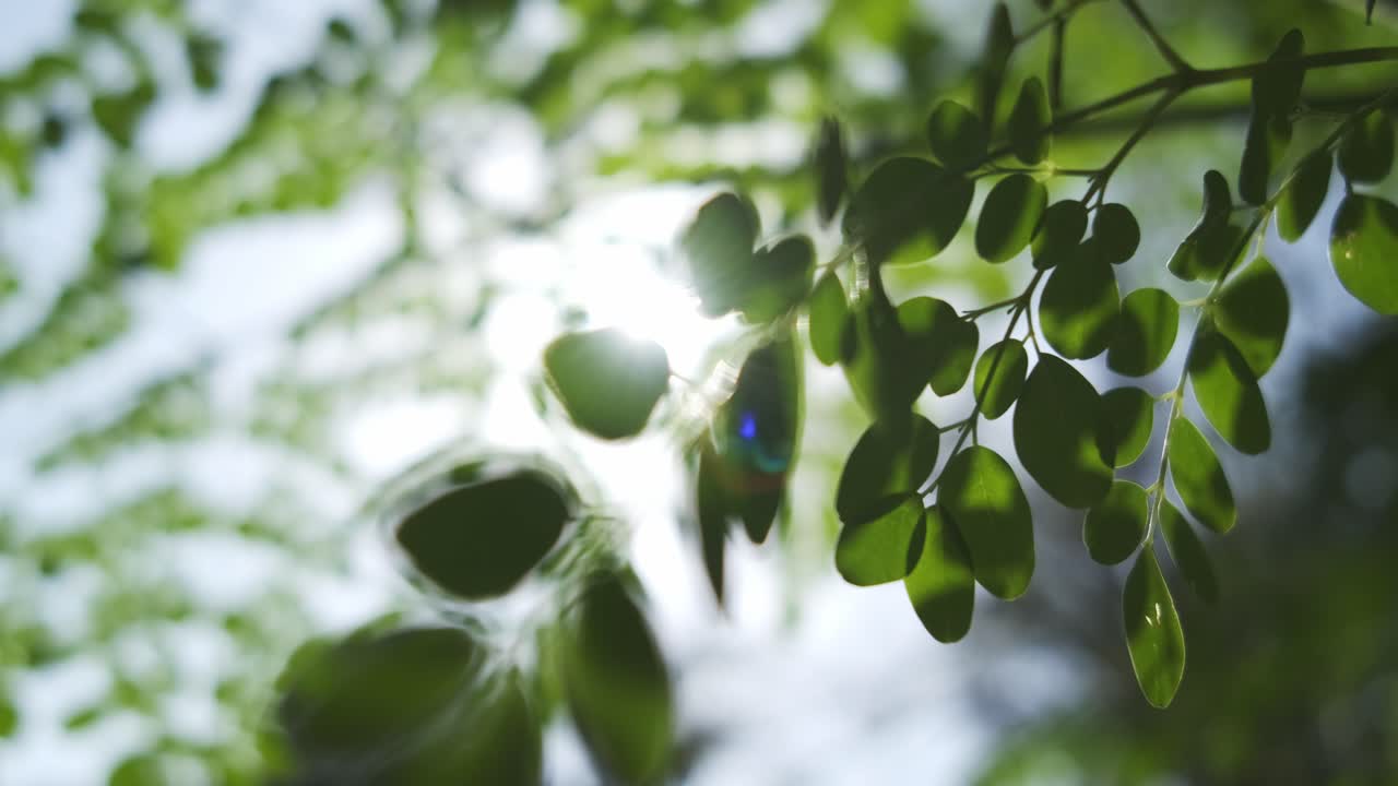 태양빛을 받아 미풍에 흔들리는 드럼스틱 나무의 밝은 녹색 잎