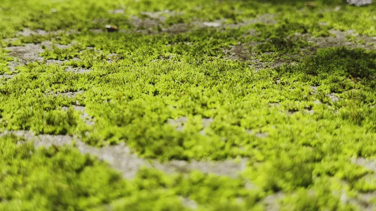 Close-up view of bright green moss growing on the ground, softly illuminated by dappled sunlight, creating a natural textured carpet