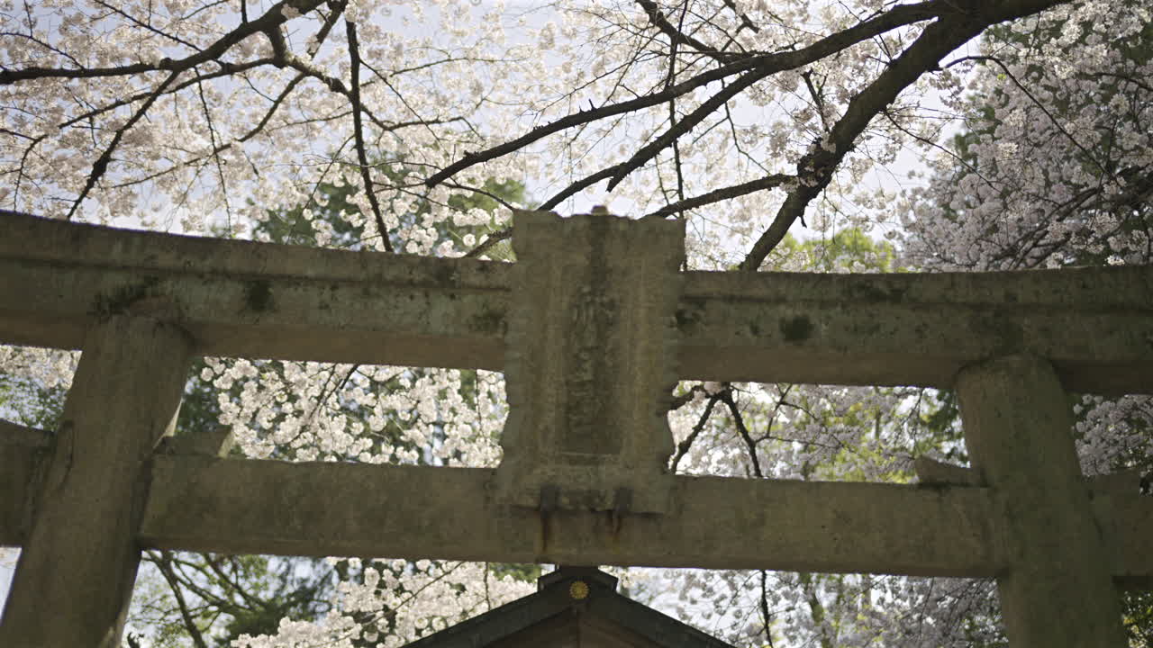Cherry blossoms create a stunning backdrop for an ancient shrine located in Fushimi Inari. Vibrant flowers under a clear blue sky, enjoying the tranquility of nature. Kyoto, Japan