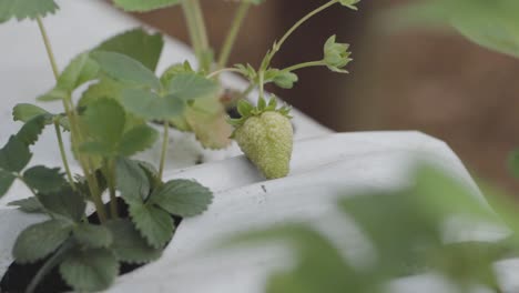 Vídeo-De-Una-Fresa-Inmadura-En-La-Planta-Con-Una-Cubierta-Blanca-Como-Fondo