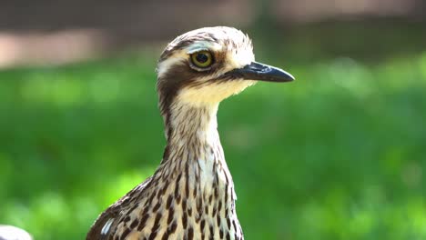 Wildlife-portrait-close-up-shot-of-a-shy-ground-dwelling-bush-stone-curlew,-burhinus-grallarius-standing-on-open-grass-plain,-bird-species-endemic-to-Australia