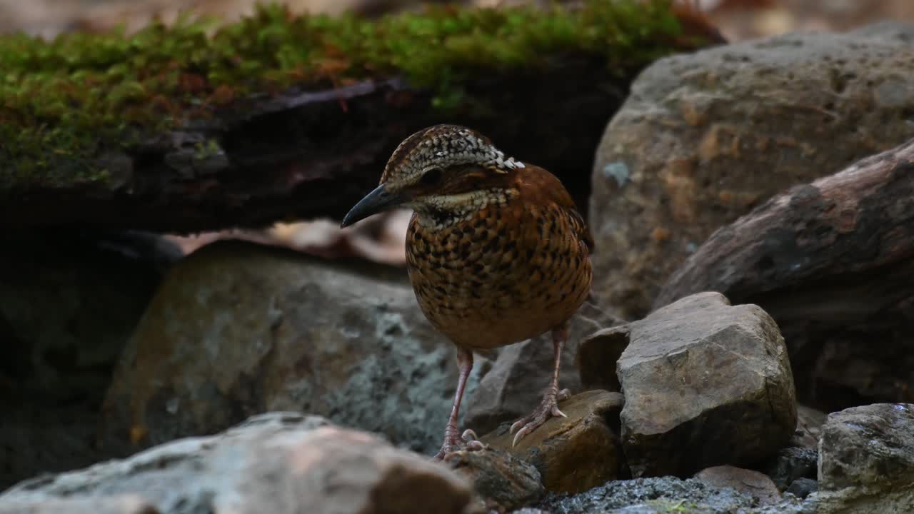 pitta con orejas de 4k, hydrornis phayrei, pájaro tuerce y mueve la cabeza para tener una buena observación sacádica de su entorno en un entorno rocoso ubicado en el parque nacional kaeng krachan, tailandia, asia