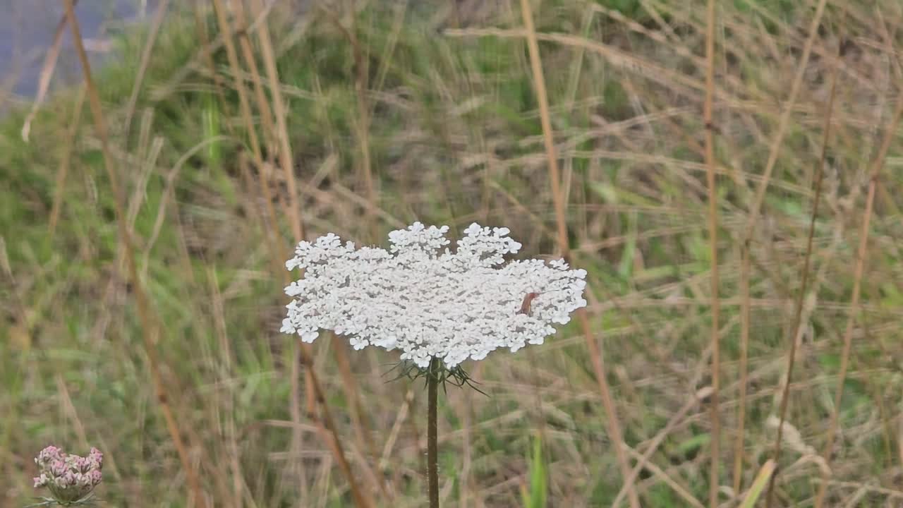 Gentle wind moves wild carrot (Daucus carota) on a vibrant green meadow