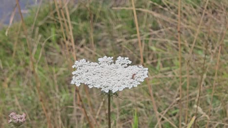 gentle wind moves wild carrot (daucus carota) on a vibrant green meadow