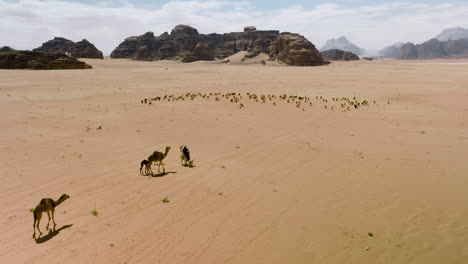 aerial view of nomad beduin on camel herding flock of sheeps and camels across the wadi rum desert in jordan