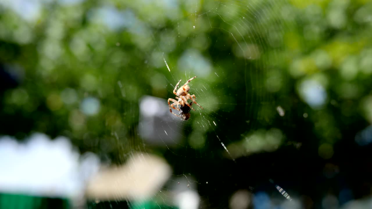 araña de jardín cazando su presa al aire libre, araña en la red comiendo su presa al sol, arácnido atrapa insectos en la tela de araña