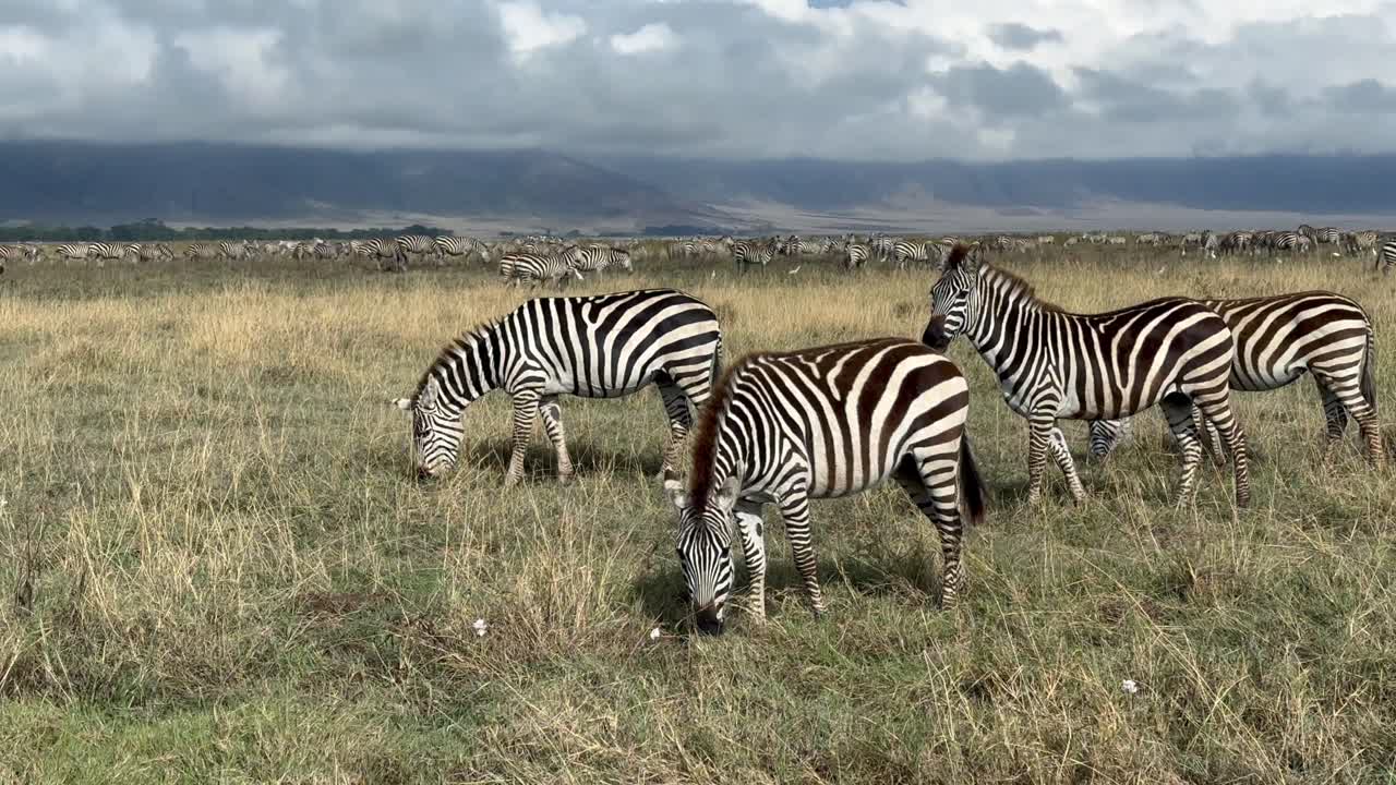 Herd of Grant's zebra (Equus quagga boehmi) in Ngorongoro crater. Tanzania.