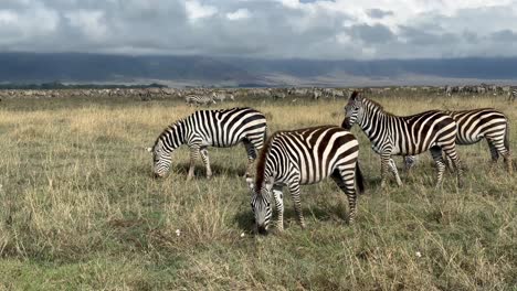 herd of grant's zebra (equus quagga boehmi) in ngorongoro crater. tanzania.