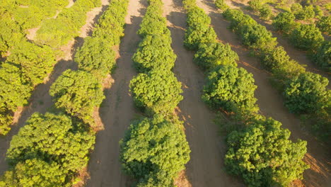 mango tree orchard with daylight irrigation system as seen from drone