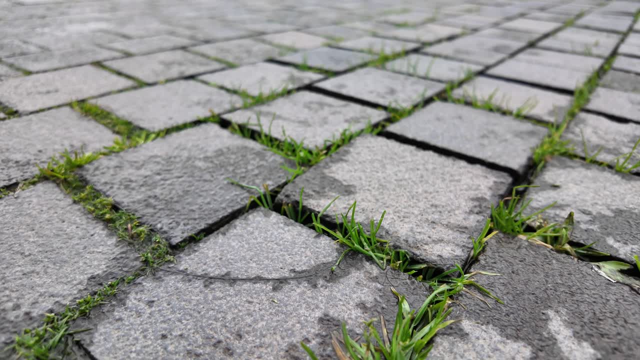 Pavement with grass growing between the stones