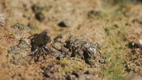 Crab-picks-through-food-in-the-sand,-eating-its-lunch