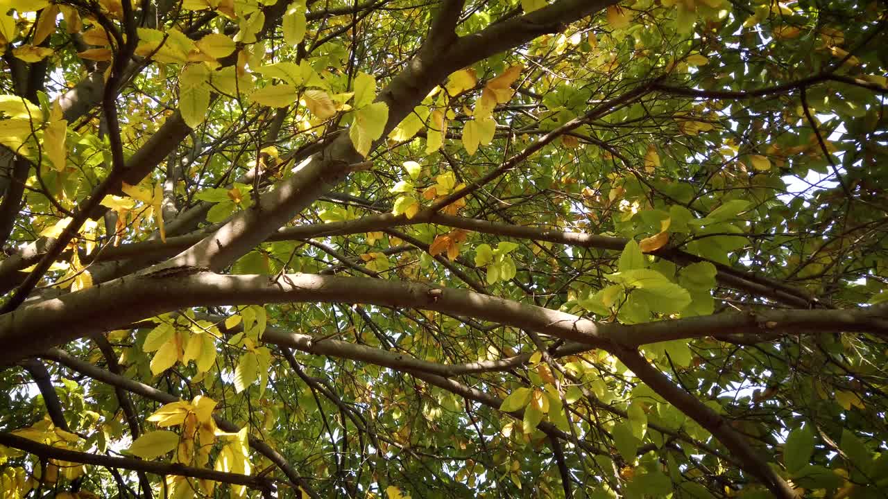 가을 햇살 - 밤나무