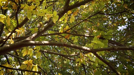 sol de otoño - castaño