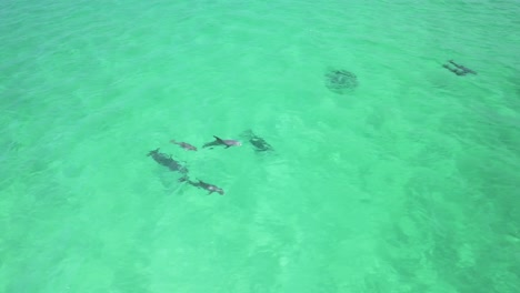 delfines jugando en el agua
