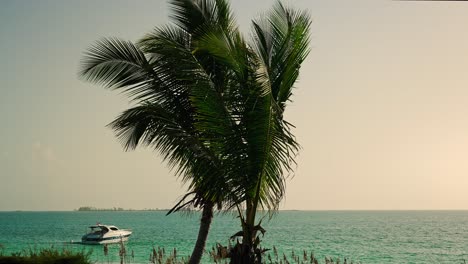 Palmeras-Que-Soplan-En-La-Brisa-De-Bahama-Con-El-Océano-Y-El-Yate-En-Segundo-Plano