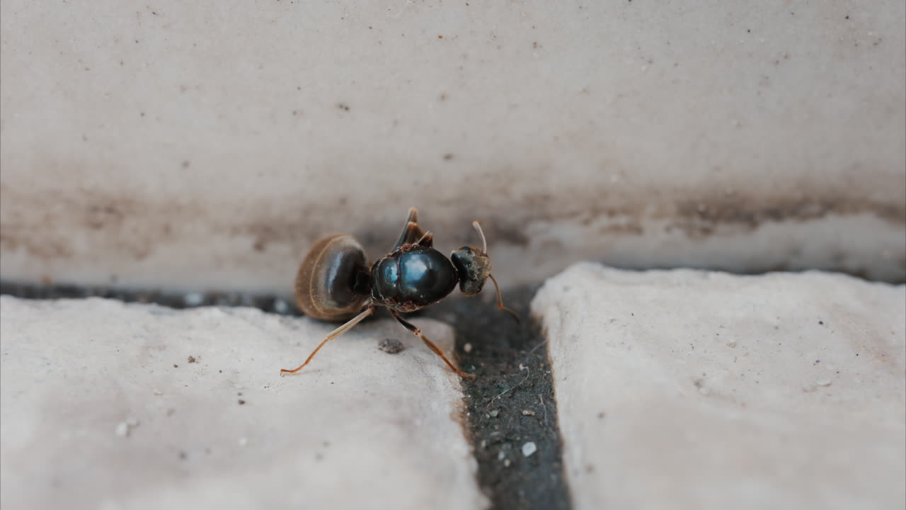 Close up of an ant walking along stone pavement outdoors