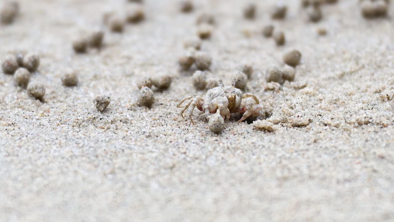 un cangrejo fantasma se mueve a través de la playa de arena