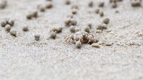 un cangrejo fantasma se mueve a través de la playa de arena