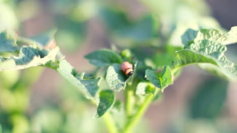 beetle parasites destroy potato crops in the field beetle parasites destroy potato crops in the field potato industry agriculture video