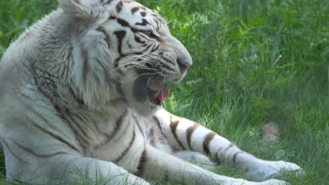 huge white tiger laid down on grassy ground strenuously licking itself