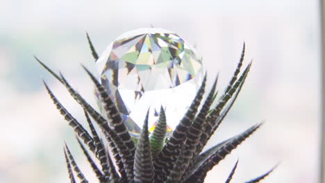 slow motion macro parallax pan of a crystal on a succulent