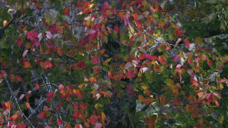 purple, red and green leaves during autumn, slow motion