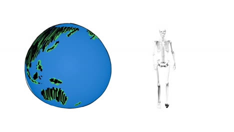 animation of skeleton walking and globe on white background