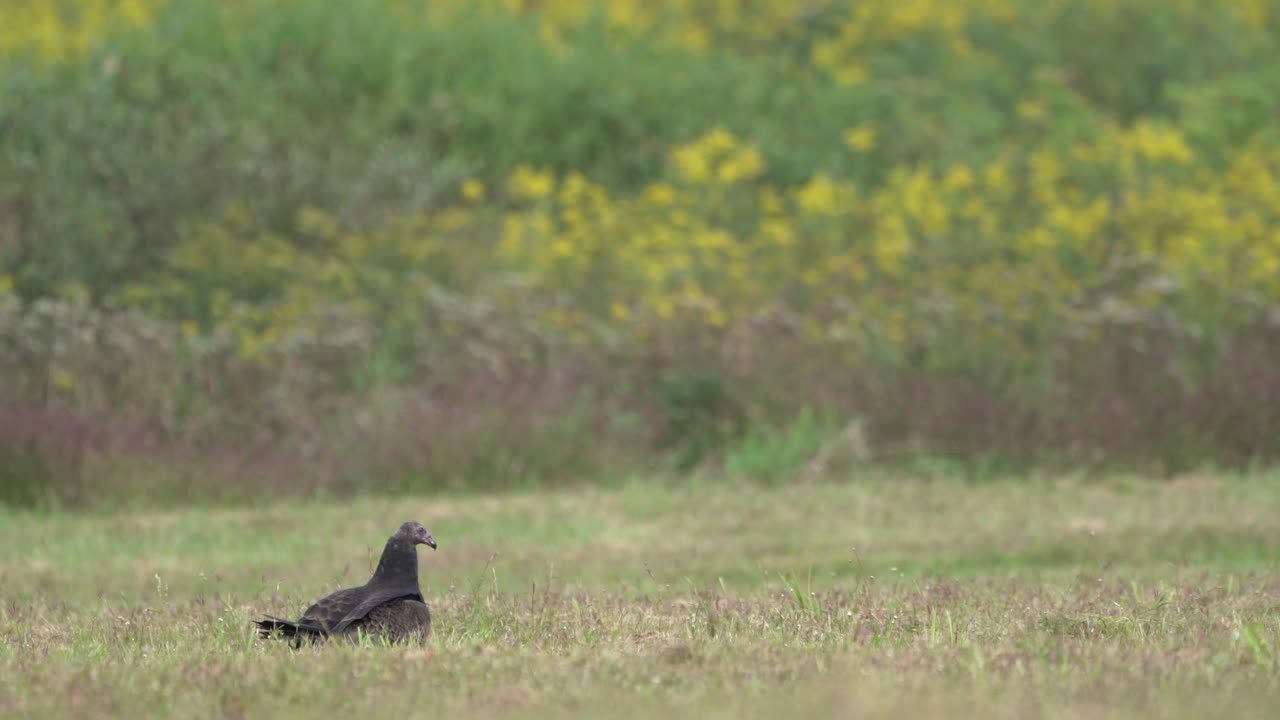 buitres de pavo o buitres de pavo en un campo de hierba en la temporada de otoño en el área de manejo de vida silvestre de middle creek