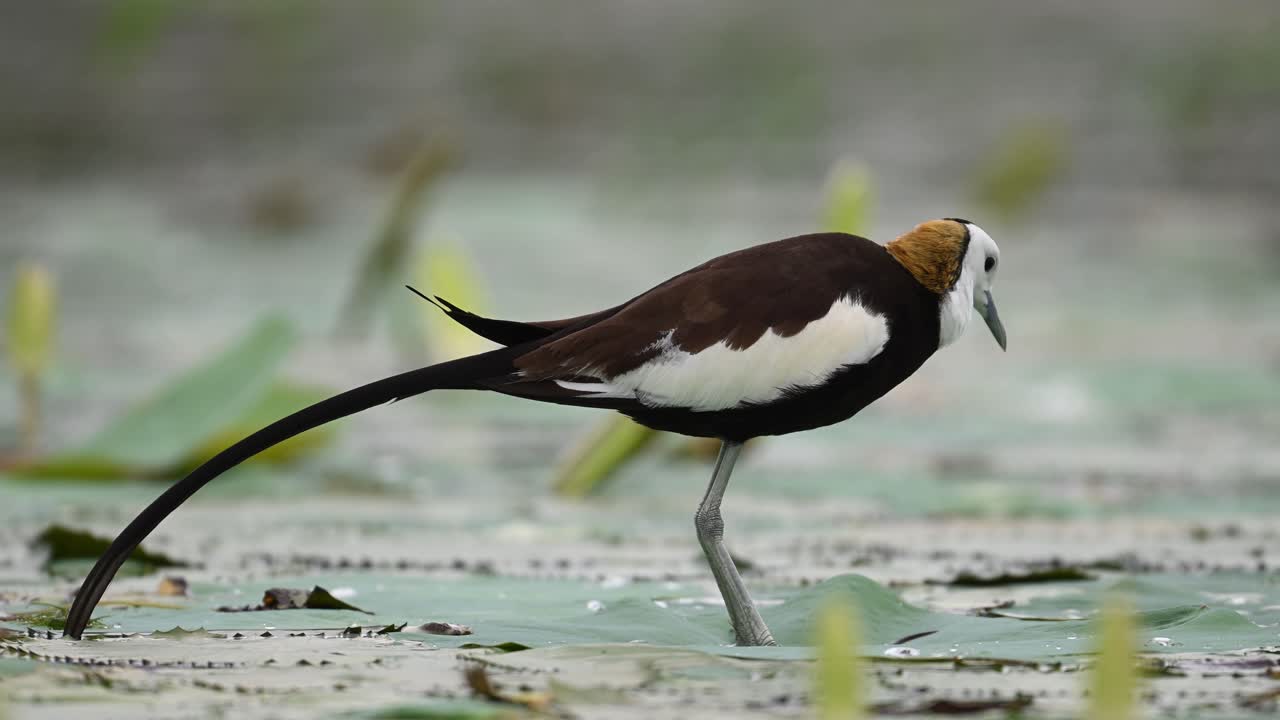 Sharp focus reveals Jacana’s unique markings in natural light