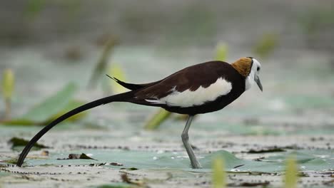 sharp focus reveals jacana’s unique markings in natural light