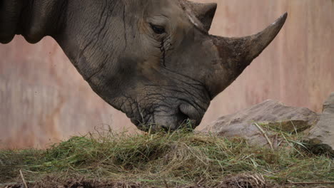 white rhinoceros eating grass