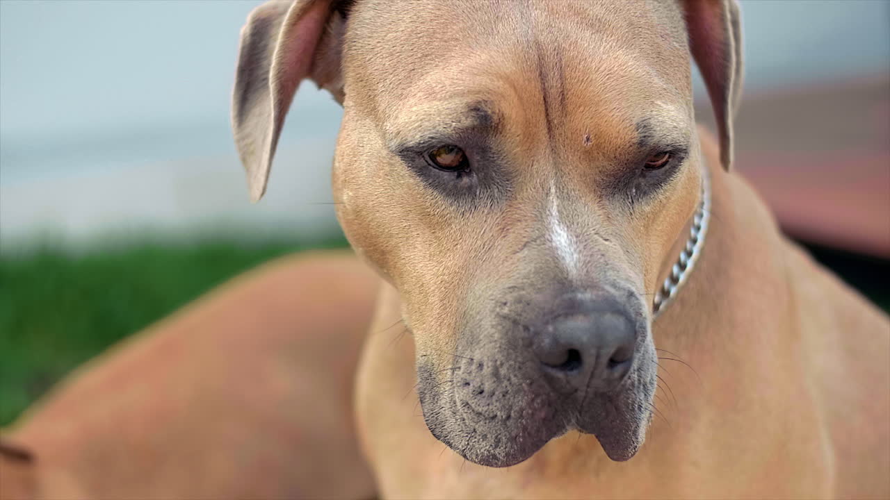 100fps 4k에서 개 스니핑 및 둘러보기