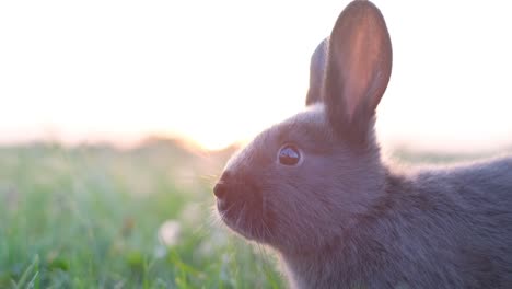close-up of a cute grey bunny in a grassy field at sunset