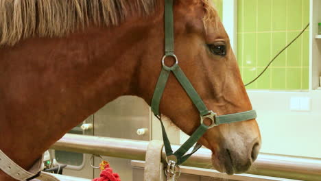 caballo en espera de examen en la clínica veterinaria
