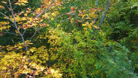 Aerial-flythrough-fall-foliage-in-woods-Montreal,-Quebec,-Canada