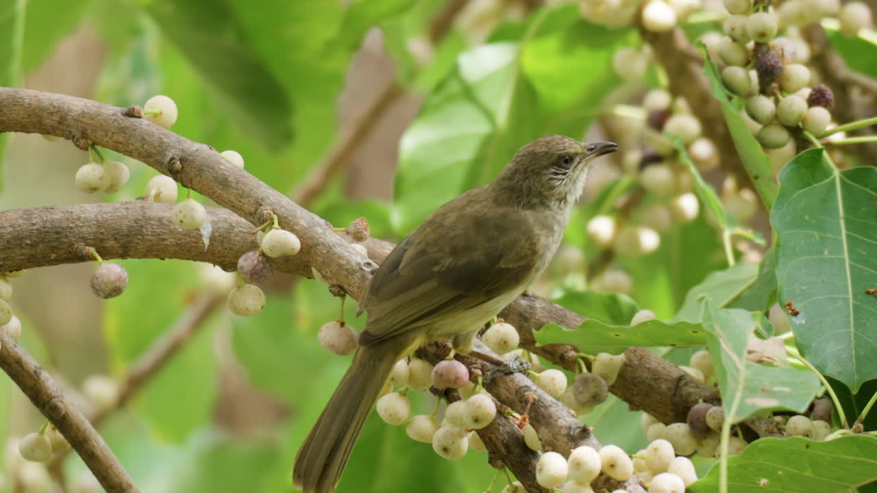 bulbul de orejas rayadas comiendo higos marinos en la rama del árbol, sosteniendo el sicono en el pico, mordiendo y tragando - movimiento lento de cerca