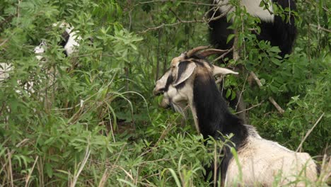 cabras con pelaje blanco y negro alimentándose de ramas de árboles, de cerca