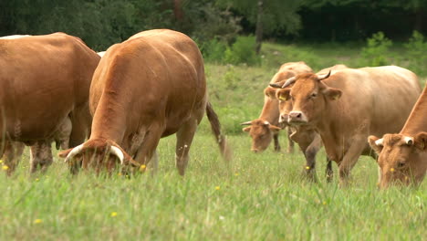 young bulls and cattle grazing on farm field during sunny day,close up shot